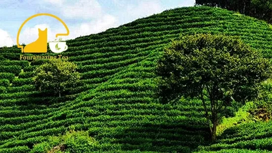 Fouramazingtea Premium Quality Xuezhu Needle Shape Jasmine Green Tea Chinese Jasmine Scented Loose Tea Leaves