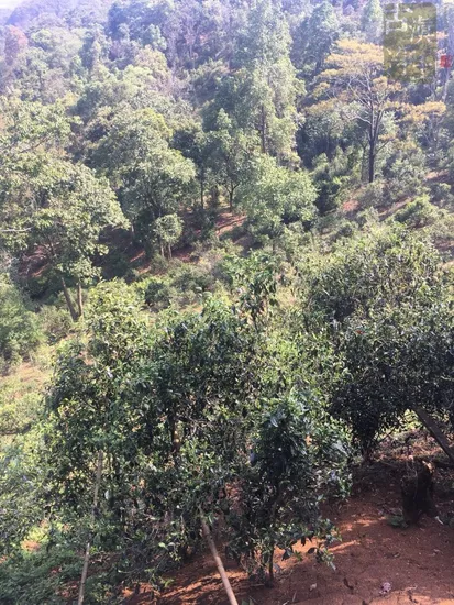 Health Yunnan Premium Silvery Hair Jasmine Flower Green Tea