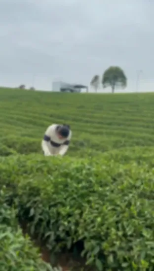 Wholesale Chinese Famous Green Tea Premium Green Tea Biluochun/Piluochun