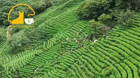 Fouramazingtea Yunnan Ancient Tree Ripe/Shu Pu′er Instant Tea Extract Chagao Green Tea Factory Premium Organic Tea Chinese Tea Weight Loss Tea GABA