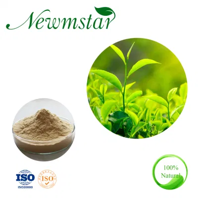 New Premium Green Tea Powder in Bulk Wholesale