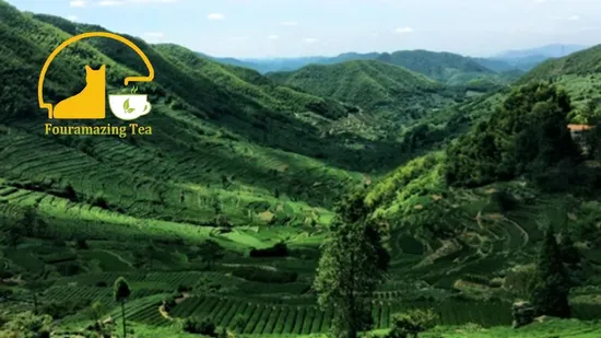 Fouramazingtea Organic EU Standard Honey Black Tea Te Steamed Green Tea Chinese Famous Premium Tea Wholesale Herbal Tea Te