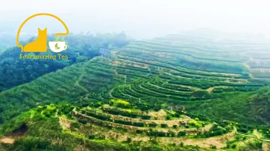 Fouramazingtea Vacuum Bag Loose Tea Herbal Tea China Premium Fresh Tea Alpine Sichuang Jasmine Maofeng Green Tea