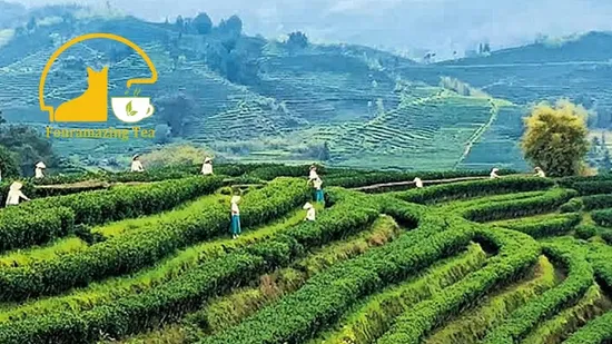 Fouramazingtea Ecological Organic EU Standard Honey Black Tea (trace elements: selenium&zinc) Whole