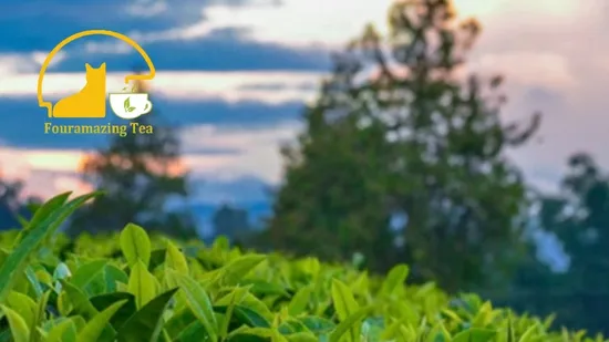 Fouramazingtea Golden Bud Huangjinya Green Tea Factory Wholesale Herbal Loose Leaf Pu′er/Puerh Instant EU Organic Black/Green/White/Oolong Tea Anticancer 