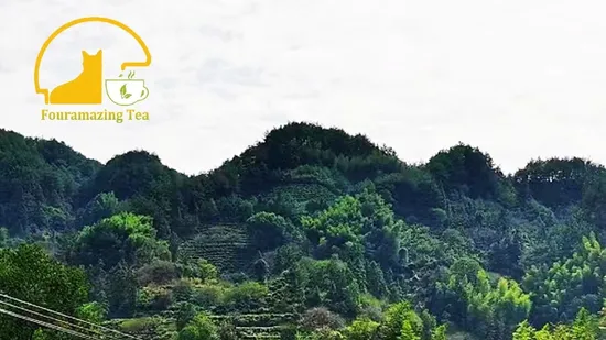 Fouramazingtea High Aroma Taste Whole Bud /Qingzhen/Zhuyeqing/Queshe Tee European Market Special Green Tea Health Tea Product 