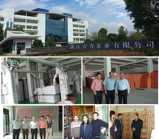 Factory Direct 9375 Special Powder Green Tea for Europe Market Customized 