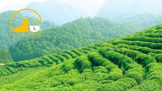 Fouramazingtea Organic EU Standard Green Tea (trace elements: selenium&zinc) Luxury Maojian Best Quality Chinese Slimming Black/White/Pu′er/Puerh/Oolong Tea 