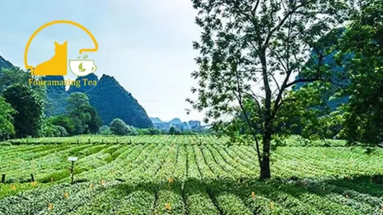 Fouramazingtea High Aroma Taste Maofeng Tee European Market Special Green Tea Health Tea Product 