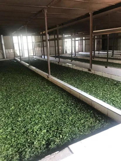 Wholesale Oolong Tea High