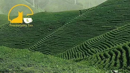 Fouramazingtea Chinese Organic EU Standtard Lu′an Gua Pian Green Tea Health Slimming Loose Leaf Puer/Puerh Oolong Instant Tea Organic Black/White/Green Tea 