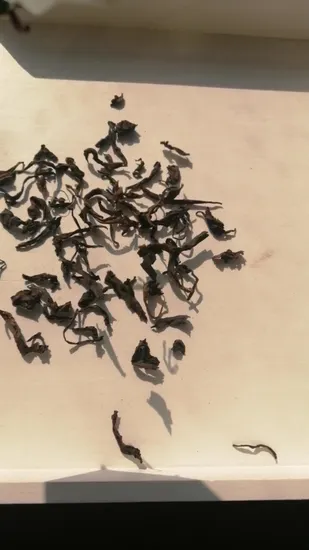 Chinese Oolong Leaf Tea Organic Fenghuang Dancong 